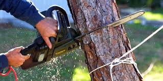 How Our Tree Care Process Works  in  Mount Vernon, NY