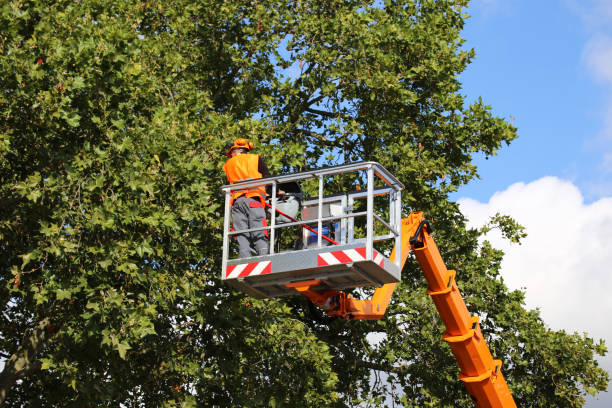 Trusted Mount Vernon, NY Tree Services Experts